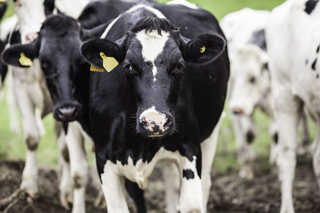 Troupeau de vaches laitières Holstein