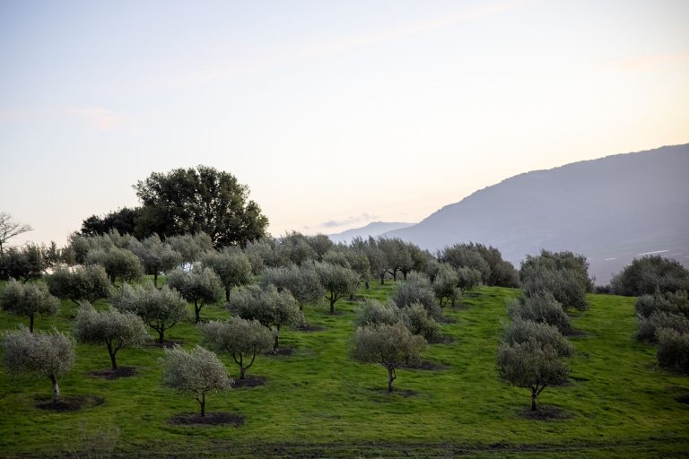 Oliveraie au pied des collines