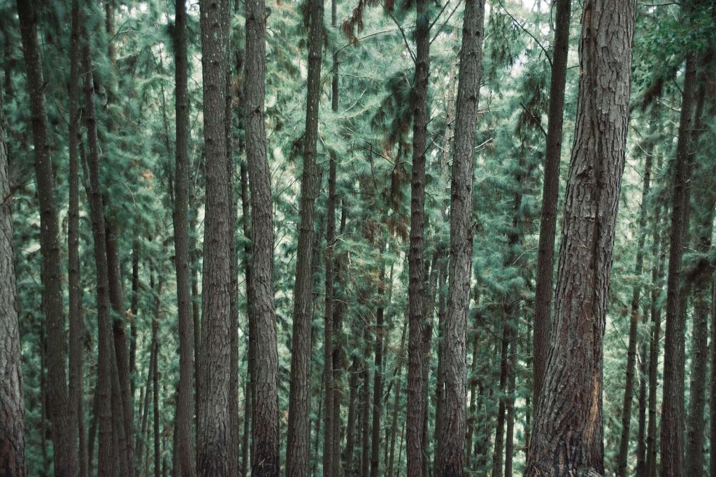 Forêt de pins dense